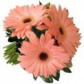 BUQUÊ GÉRBERA